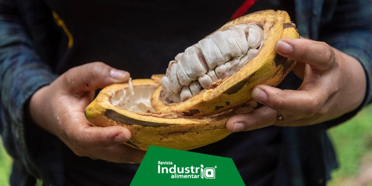 La pulpa del cacao es un potencial endulzante natural Revista Industria Alimentaria